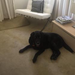 Past PetCloud client