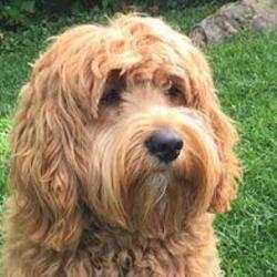Past PetCloud client