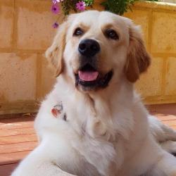 Past PetCloud client