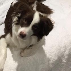 Past PetCloud client