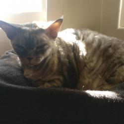 Past PetCloud client