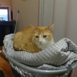 Past PetCloud client