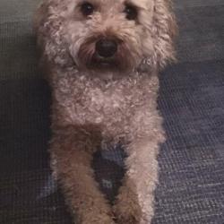 Past PetCloud client