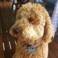 Past PetCloud client