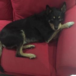 Past PetCloud client