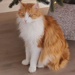 Past PetCloud client