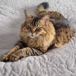Past PetCloud client
