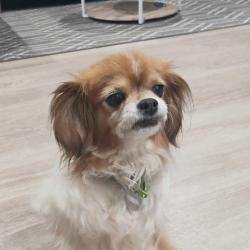 Past PetCloud client