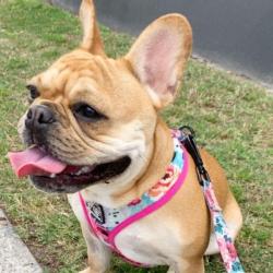 Past PetCloud client