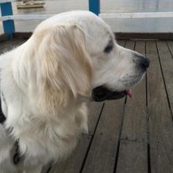 Past PetCloud client
