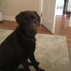 Past PetCloud client