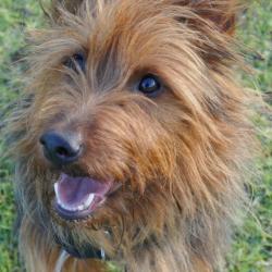 Past PetCloud client