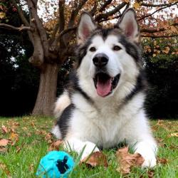 Past PetCloud client