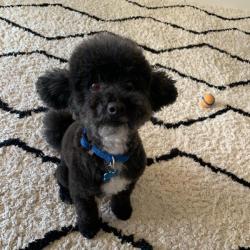 Past PetCloud client
