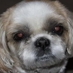 Past PetCloud client