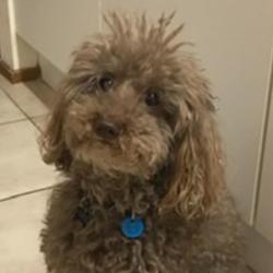 Past PetCloud client
