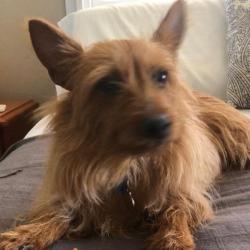 Past PetCloud client
