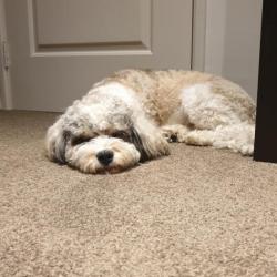 Past PetCloud client