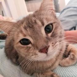 Past PetCloud client