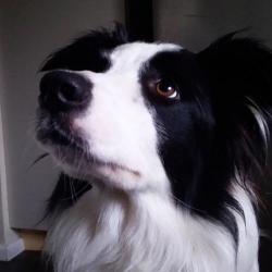 Past PetCloud client