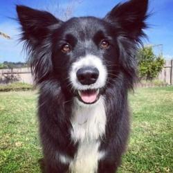 Past PetCloud client