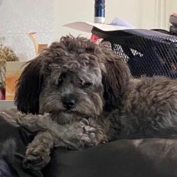 Past PetCloud client