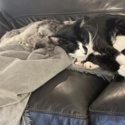 Past PetCloud client