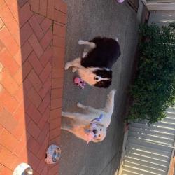 Past PetCloud client