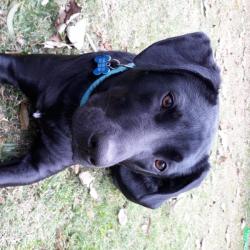 Past PetCloud client