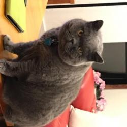 Past PetCloud client