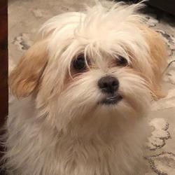 Past PetCloud client
