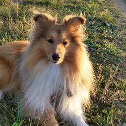 Past PetCloud client
