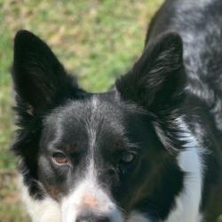 Past PetCloud client