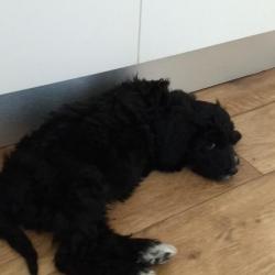 Past PetCloud client