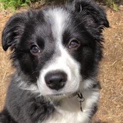 Past PetCloud client