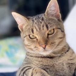Past PetCloud client