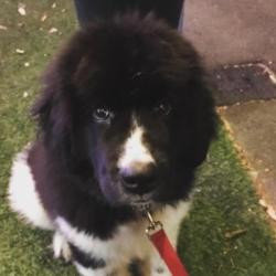 Past PetCloud client