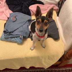 Past PetCloud client