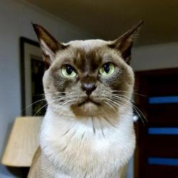 Past PetCloud client
