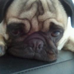 Past PetCloud client
