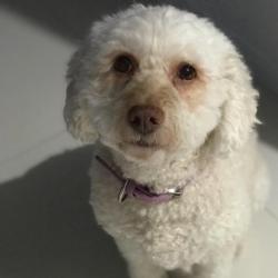 Past PetCloud client