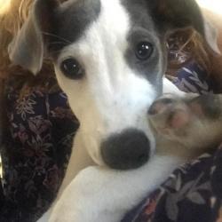 This minders pet