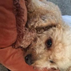 Past PetCloud client