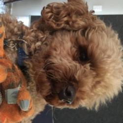 Past PetCloud client