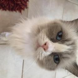 Past PetCloud client