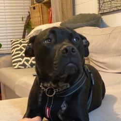 Past PetCloud client