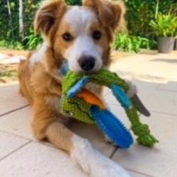 Past PetCloud client