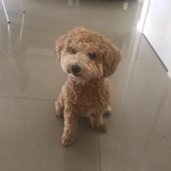 Past PetCloud client