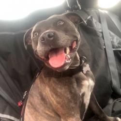 Past PetCloud client