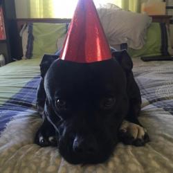 Past PetCloud client